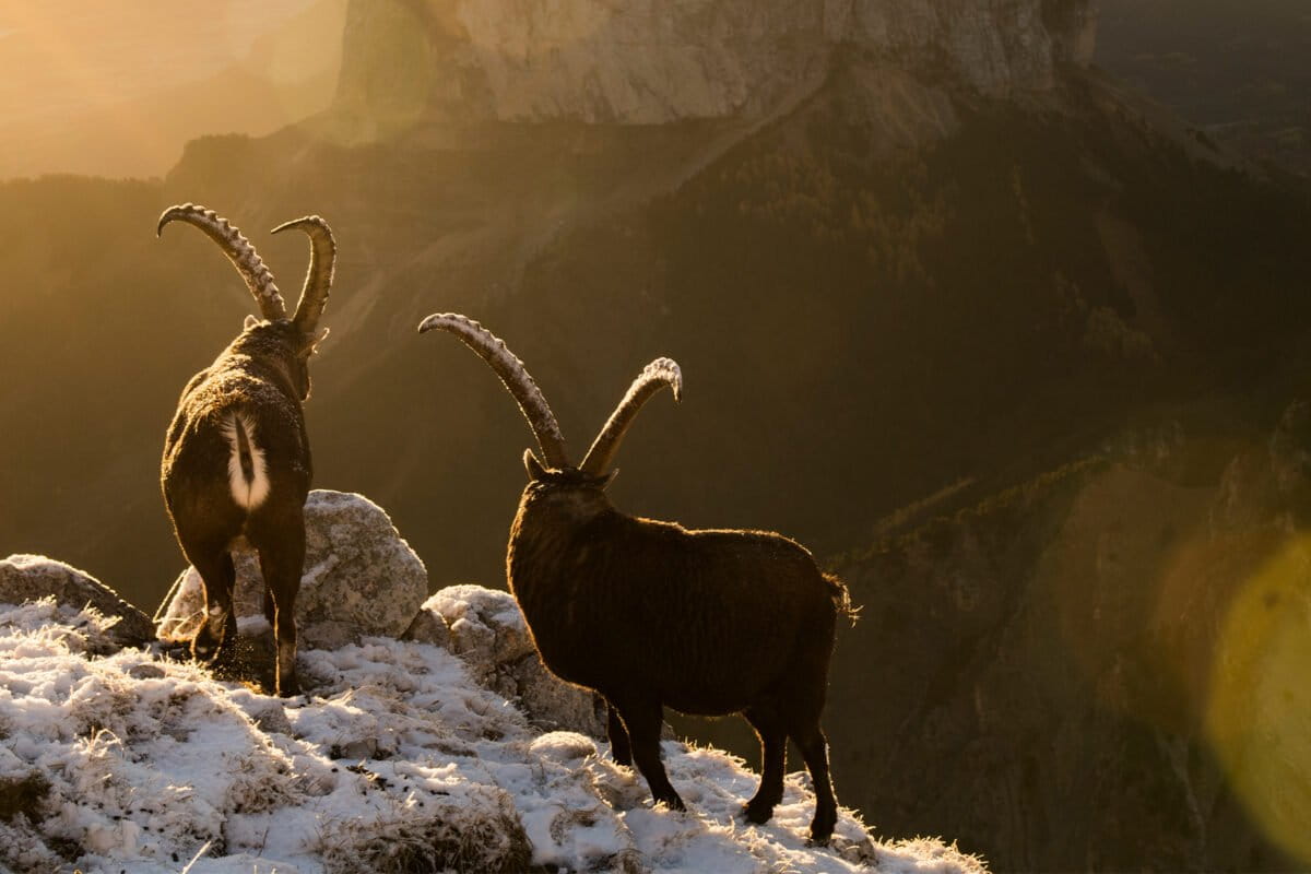 France’s largest rewilding project takes root in the Dauphiné Alps