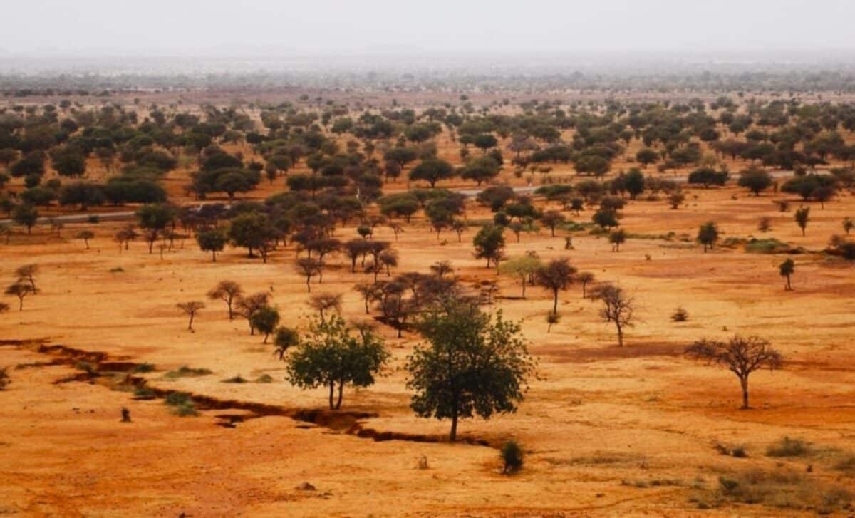 They Kept Planting Trees in the Sahara and Kept Failing. Then They Released 500 Tortoises, and the Desert Looked Alive From Space