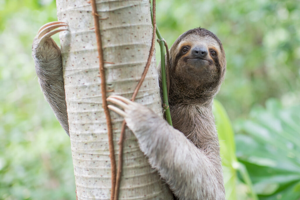At ‘Sloth World’ in Florida, Wild Sloths Have Died by the Dozens - Inside Climate News