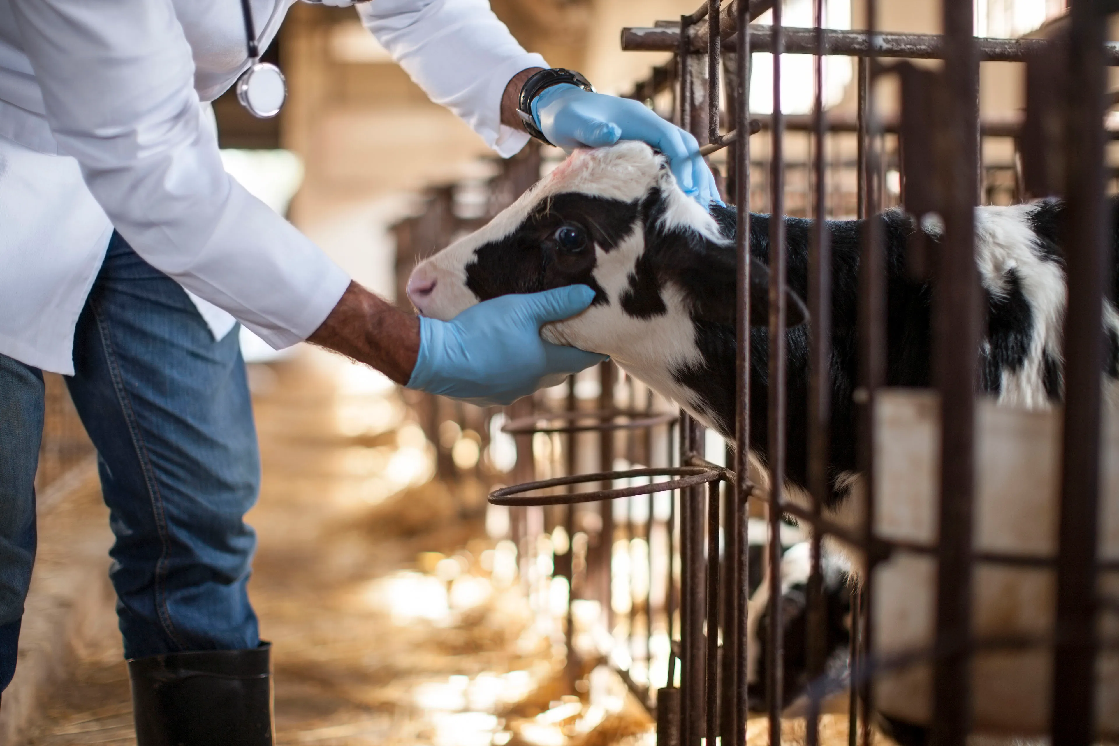 Finland Is Offering Farmworkers Bird Flu Shots. Some Experts Say the US Should, Too. - KFF Health News