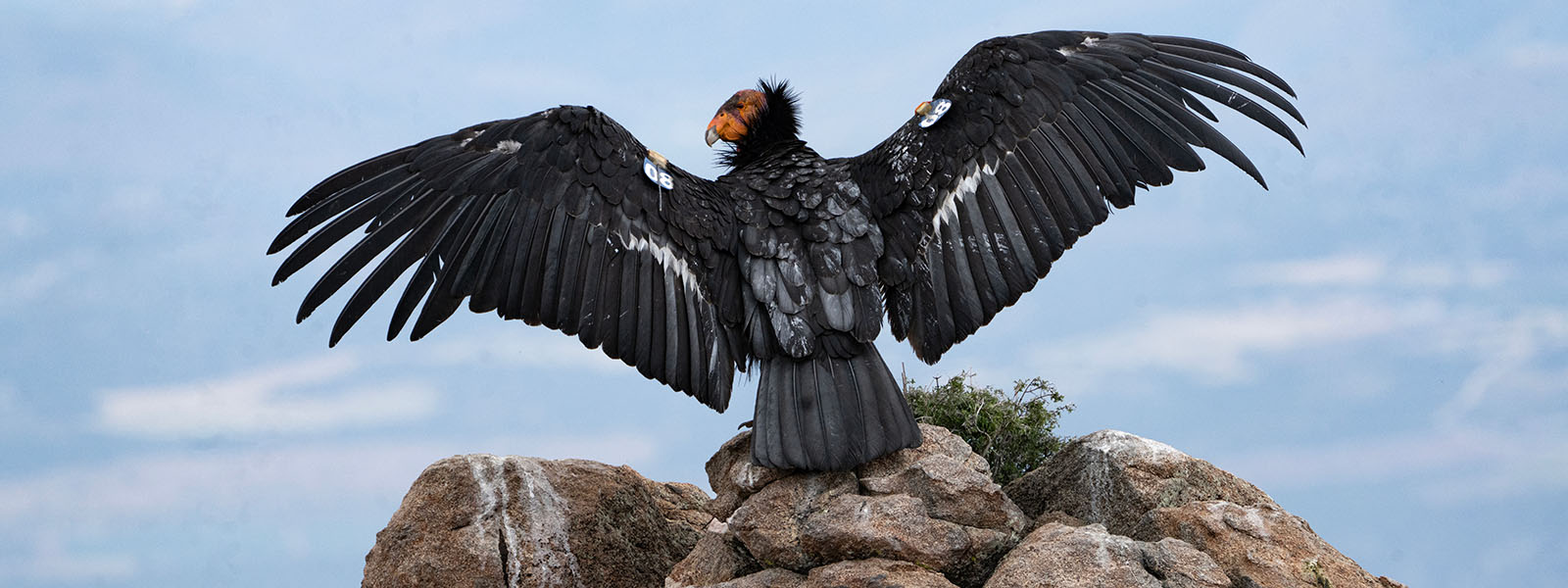 Return of the California condor