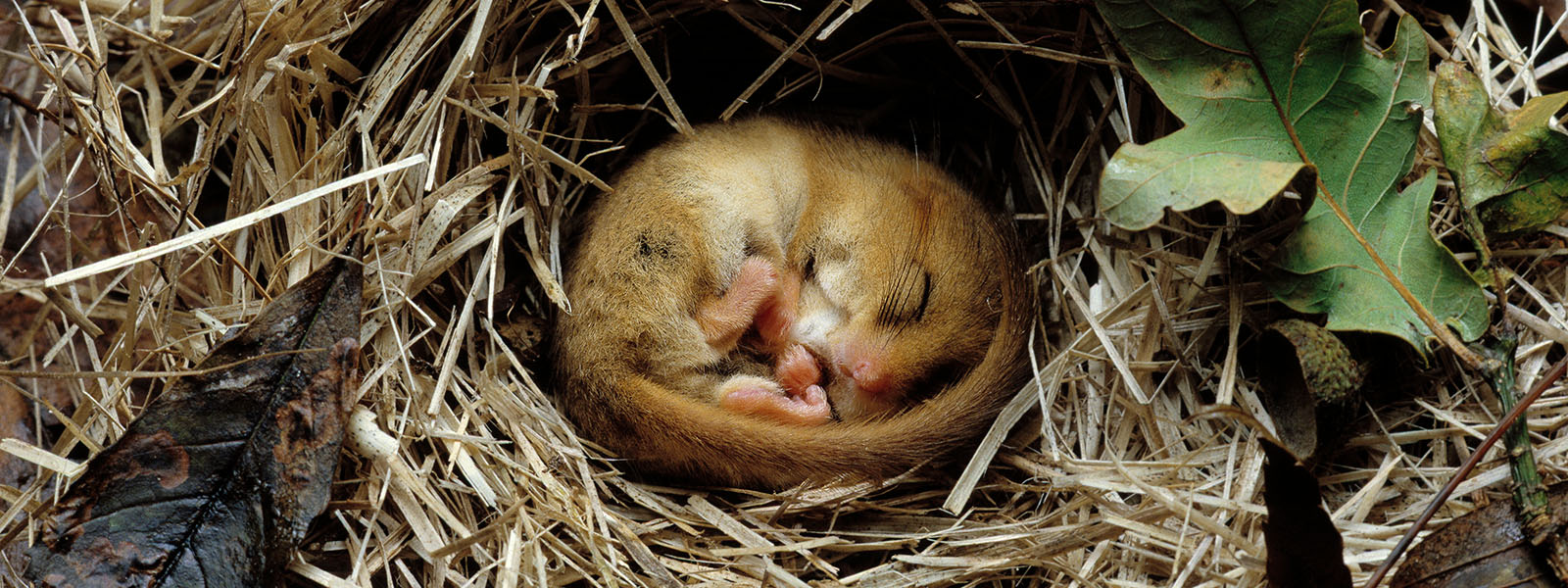 The strange animals that control their body heat