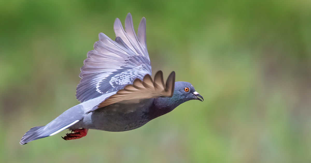 This Is What Gives Pigeons Their Excellent Sense of Direction