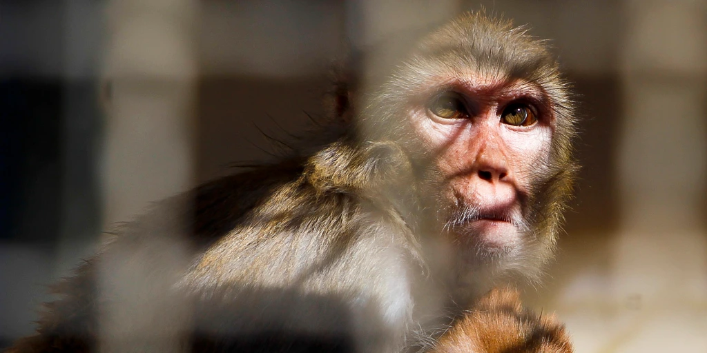 Police hunt 43 monkeys that escaped from a South Carolina research facility
