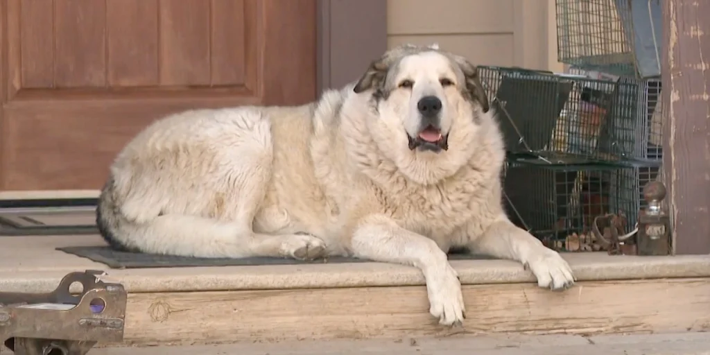 Dozens searched for a missing 2-year-old in the Arizona desert. Buford the dog was the real hero.