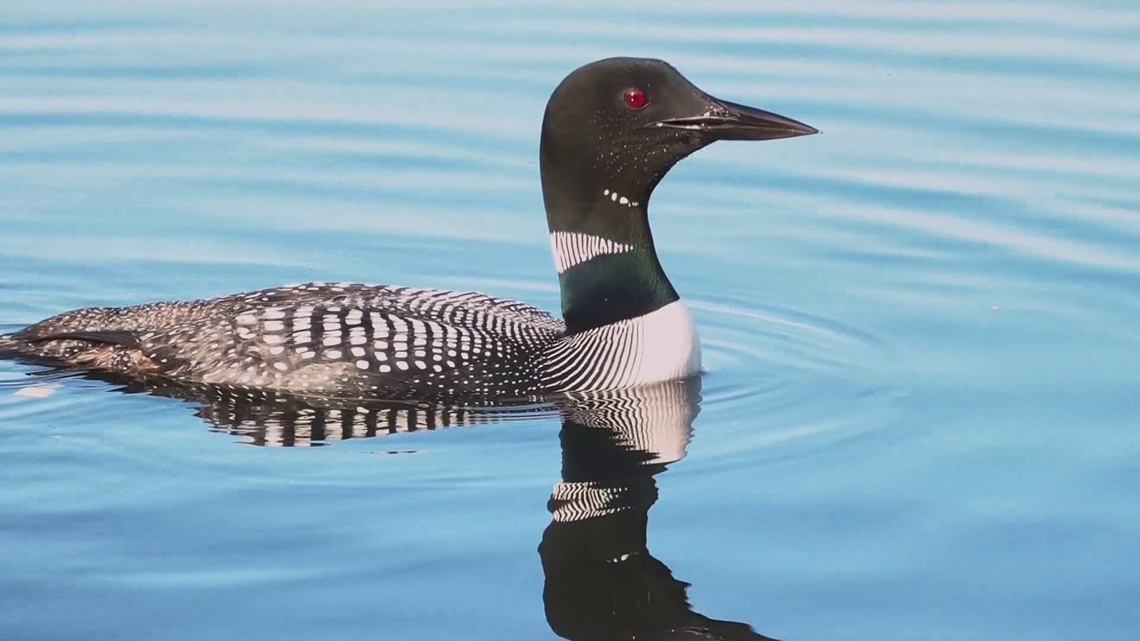 St. Paul shop creates 'National Loon Day'