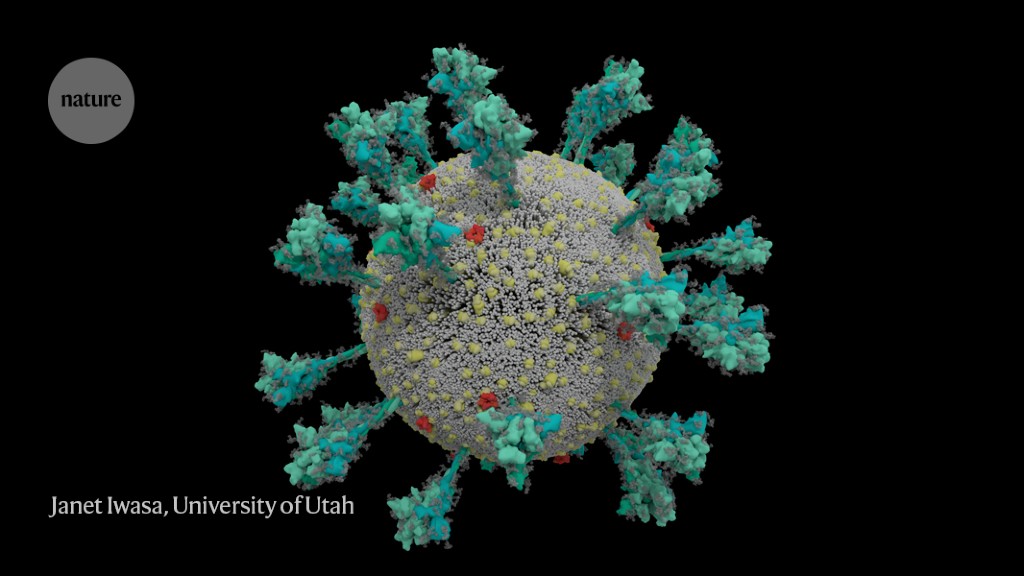 How the coronavirus infects cells — and why Delta is so dangerous