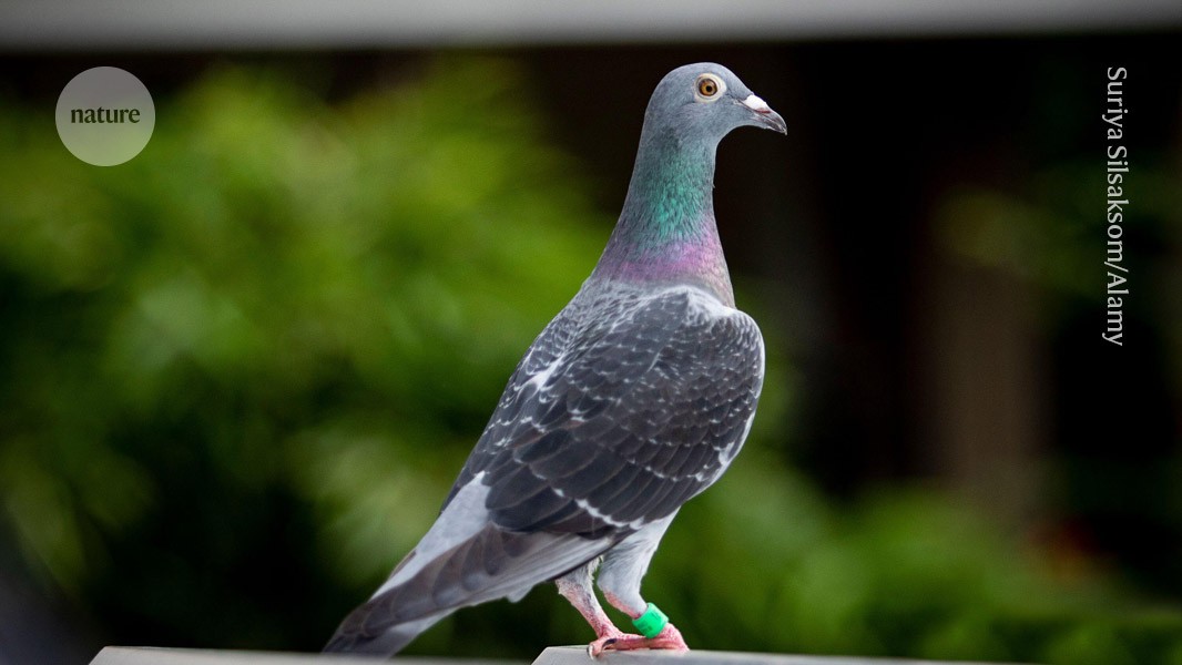 Has birds’ mysterious ‘compass’ organ been found at last?