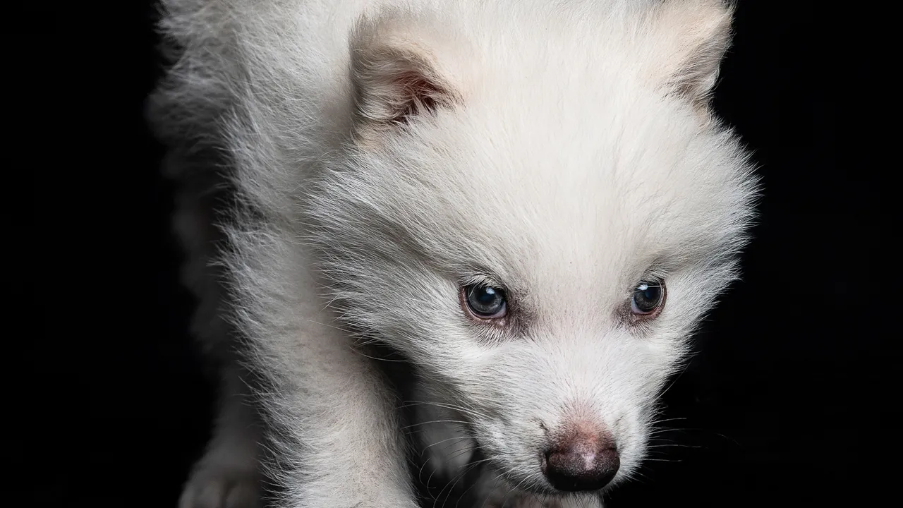 The Dire Wolf Is Back