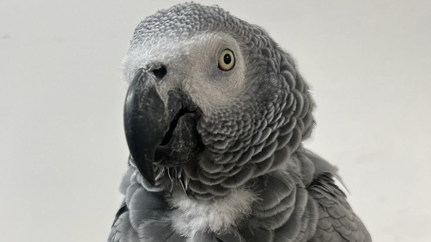 Foul-mouthed parrots are unlikely stars at a British zoo