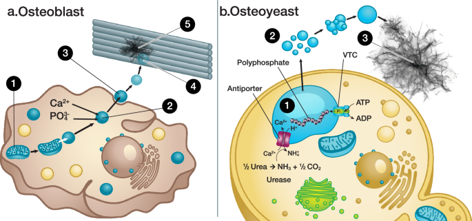 Cost-effective urine recycling enabled by a synthetic osteoyeast platform for production of hydroxyapatite - Nature Communications