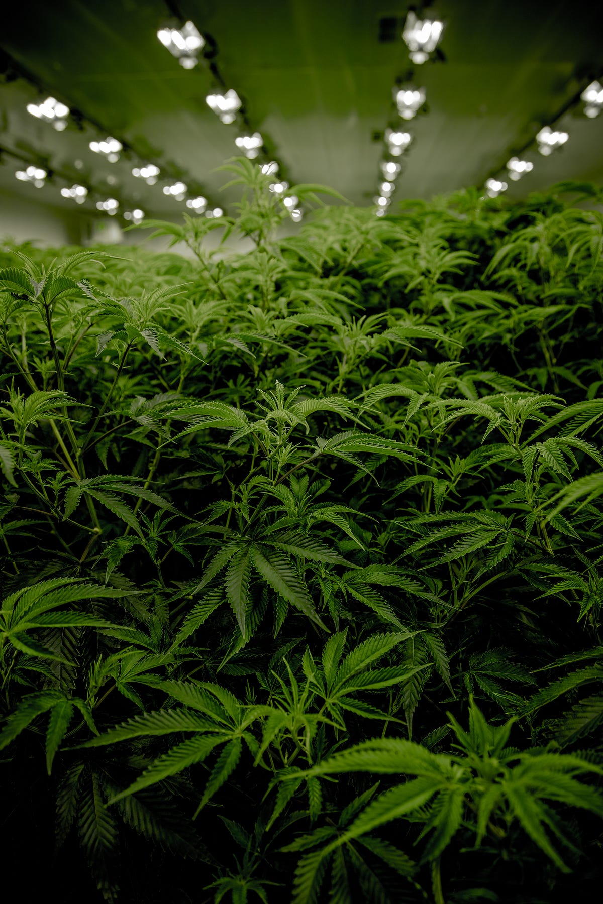 Cannabis And Schizophrenia