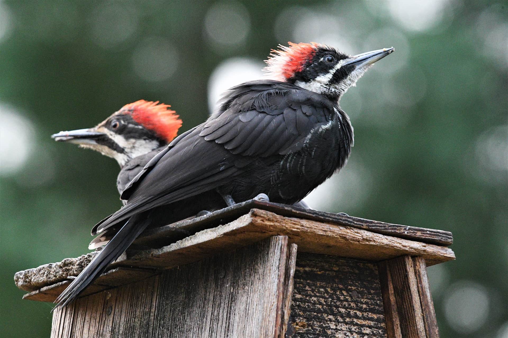 Pileated Woodpeckers' Mating Behaviors (G-Rated)