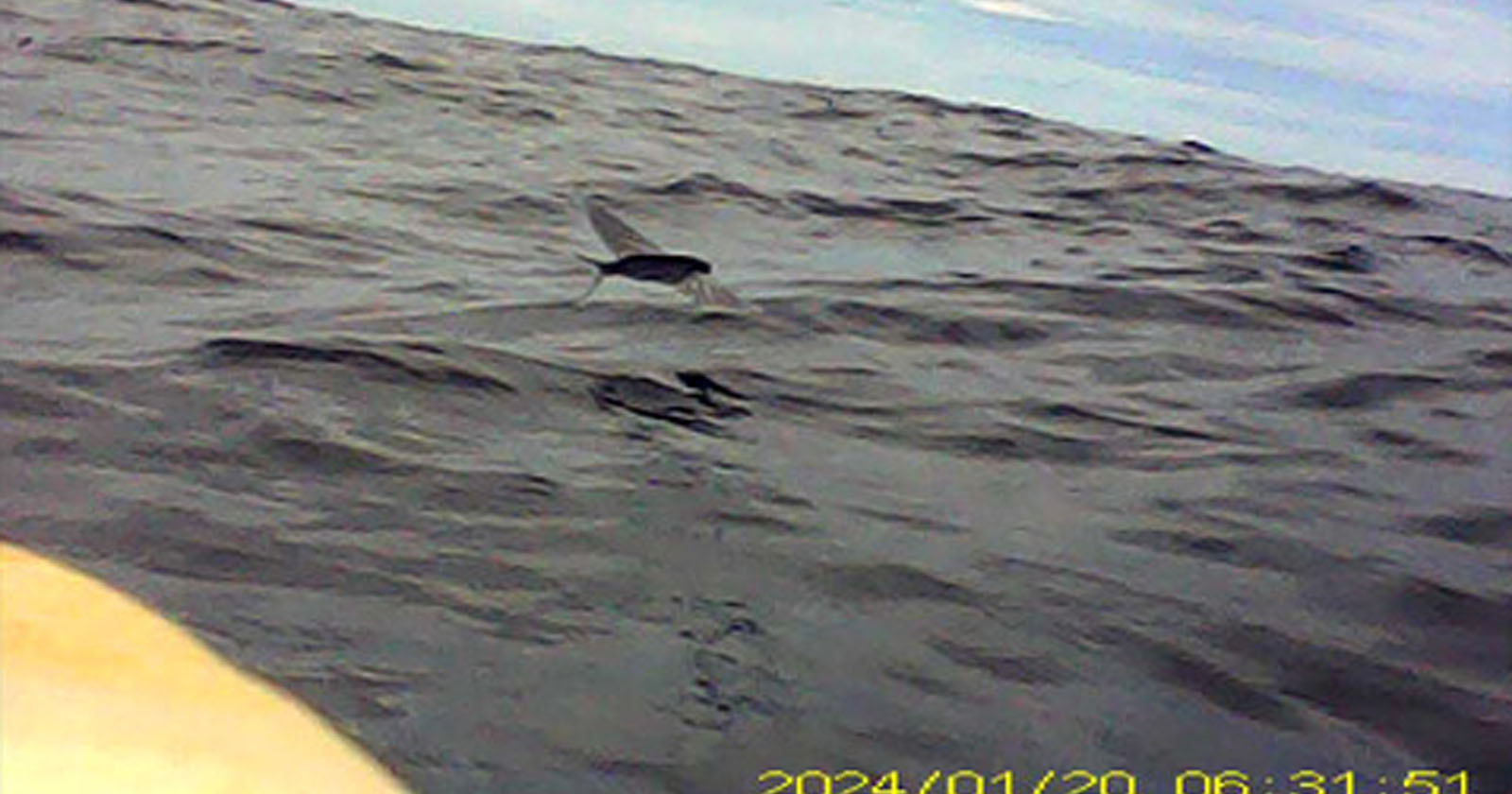 First-Ever Footage Shows Seabirds Catching Flying Fish Mid-Air