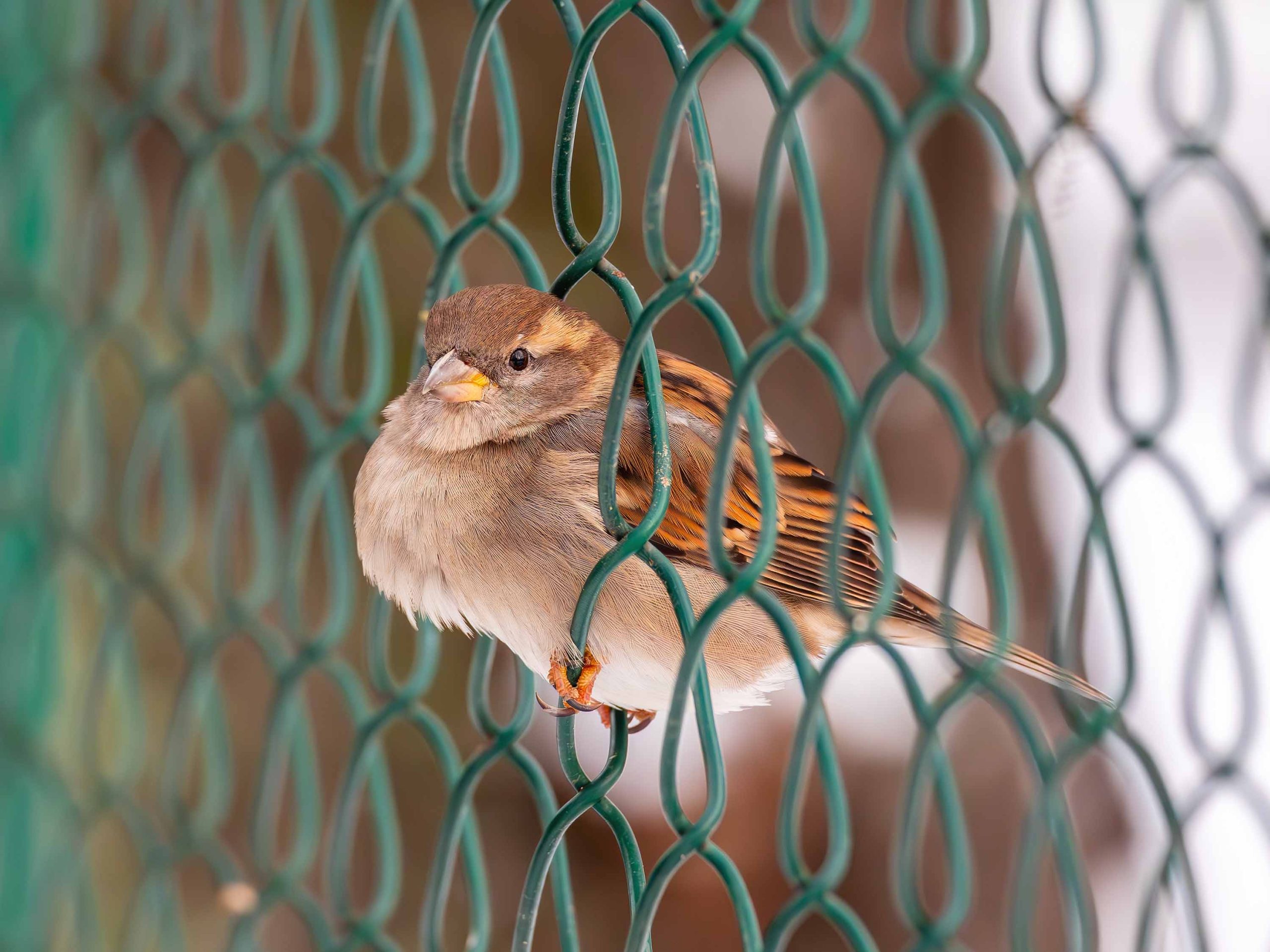 An Unexpected Bird Brought Gentleness to This Prison Block