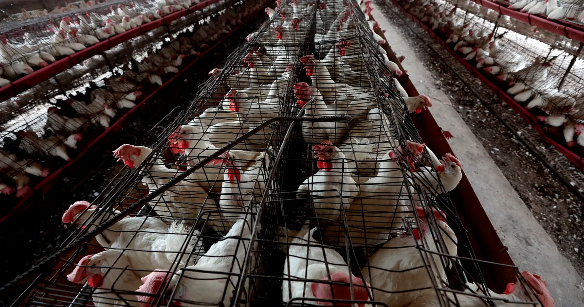 How Alarming Is the H5N1 Bird-Flu Mutation in Louisiana?