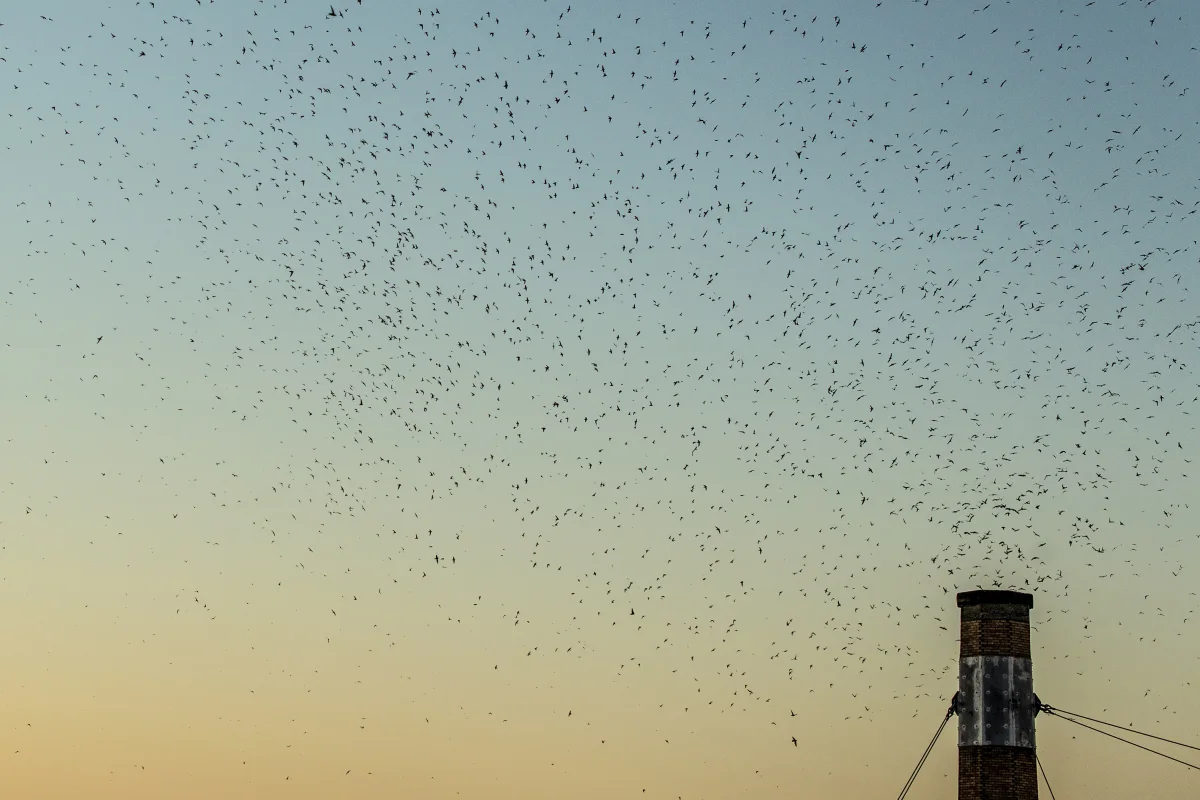 Have the Vaux’s Swifts Abandoned Chapman for Good?