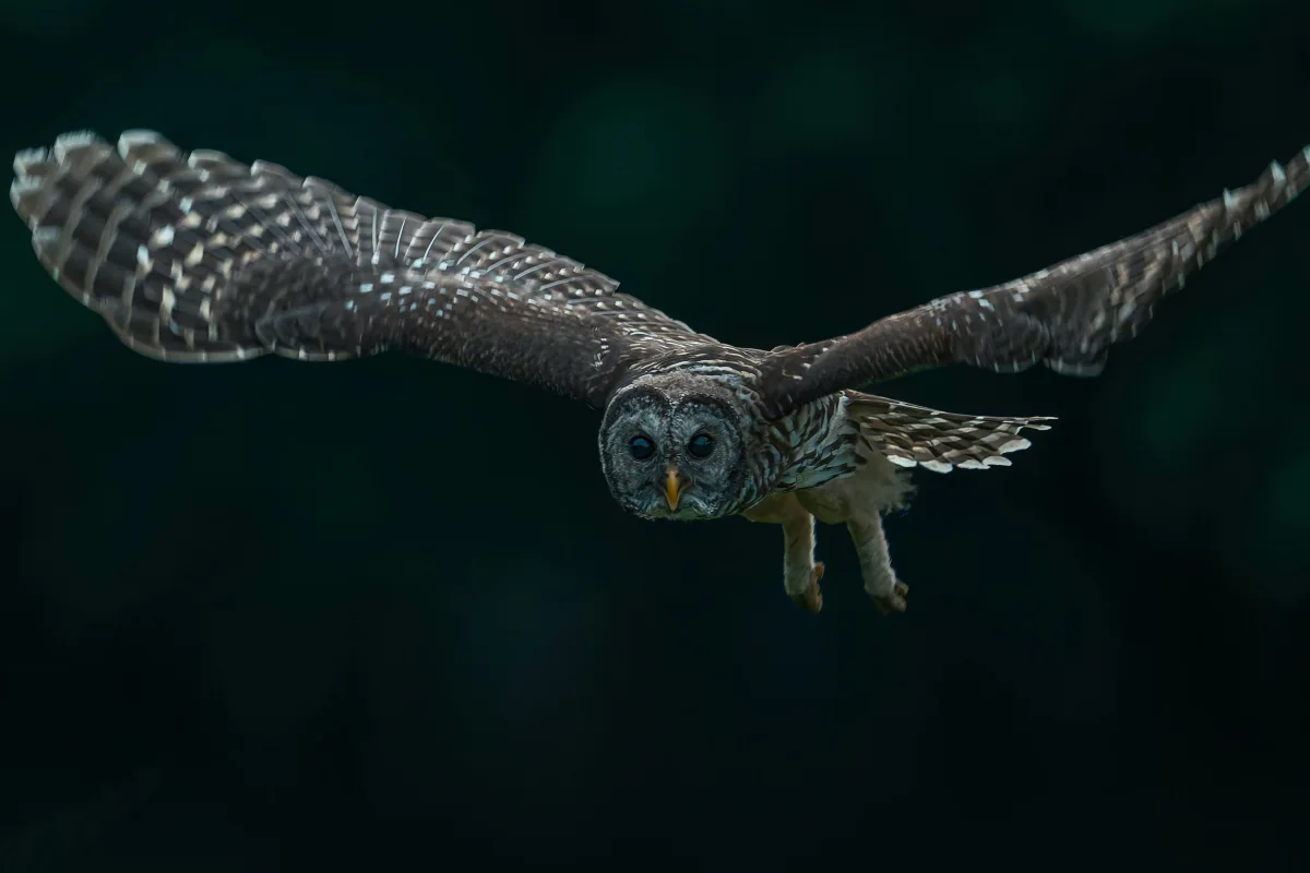 Oregon Barred Owl Attacks, by the Numbers