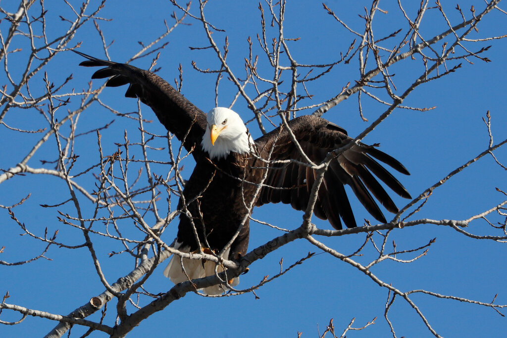 America’s Bald Eagle Population Has Quadrupled