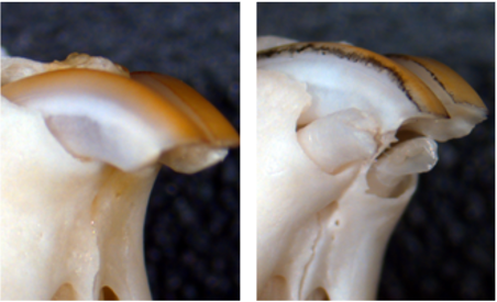 Latest Research News: New drug to regenerate lost teeth