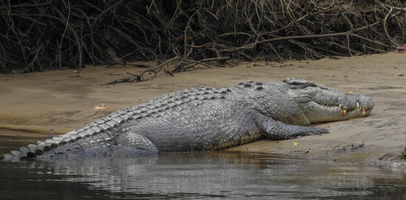 Reckoning with an animal that sees us as prey—living and working in crocodile country
