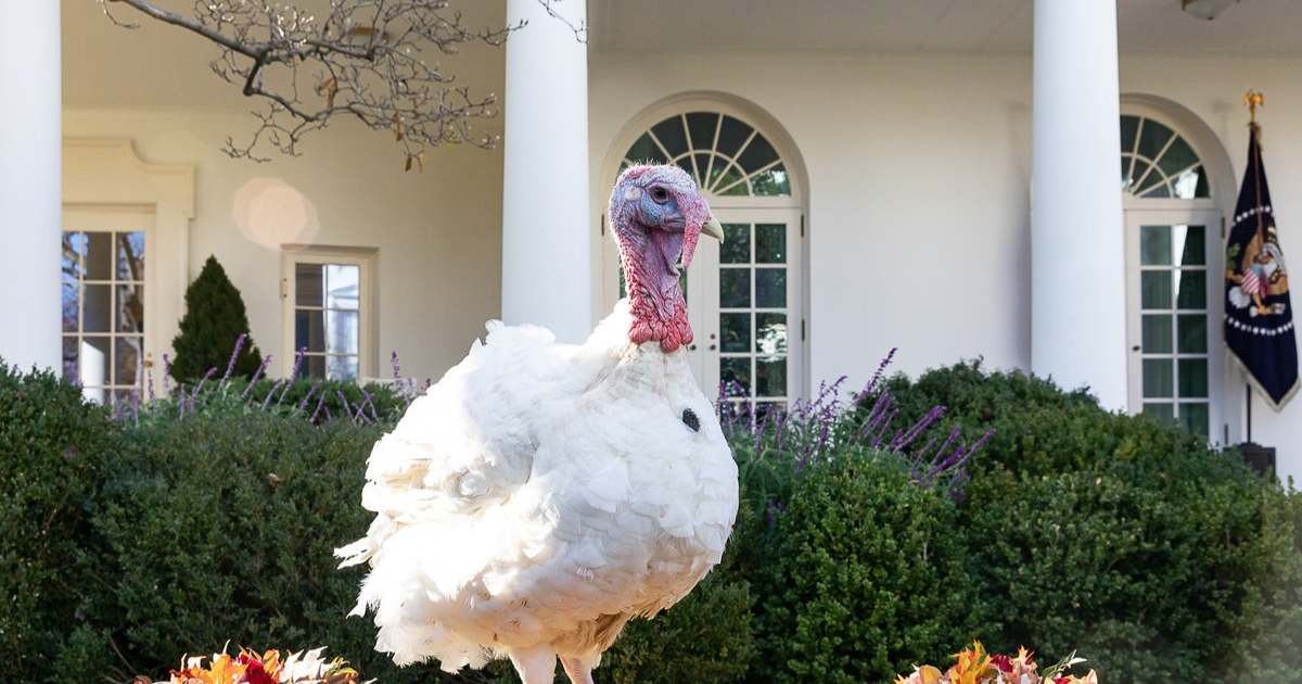 The Turkey Pardon’s History Reveals Our Strange Relationship to Animals