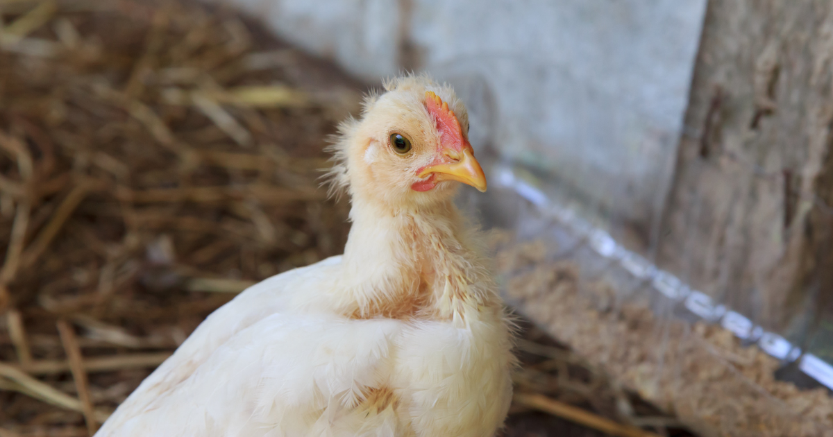 When Tyson ‘Depopulates’ Chickens, Taxpayers Are Left Footing the Bill