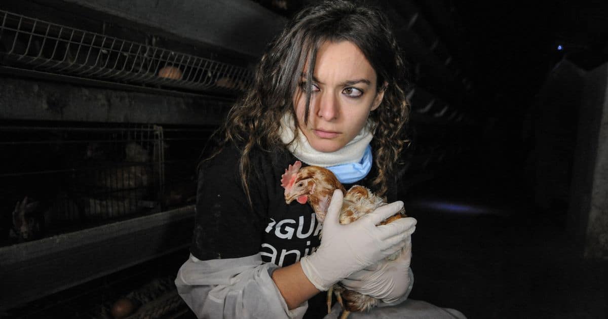 FBI Records Reveal Ironic Accusations Against Animal Activists