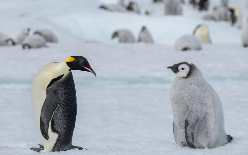 People Differ Widely in Their Understanding of Even a Simple Concept Such as the Word ‘Penguin’