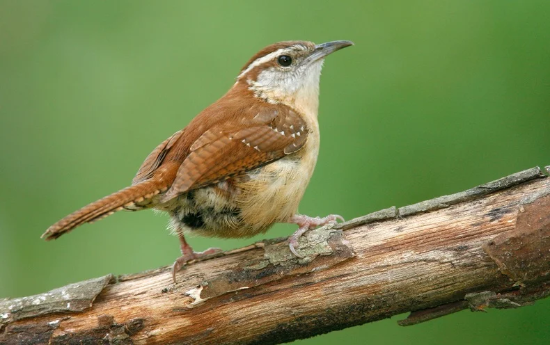 Suspect List Narrows in Mysterious Bird Die-Off