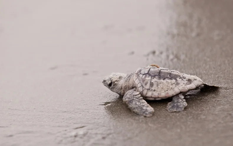 Restoring Sea Turtles’ Numbers Also Restored Their Ecosystem
