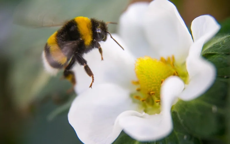 Caffeine Boosts Bees’ Focus and Helps Them Learn