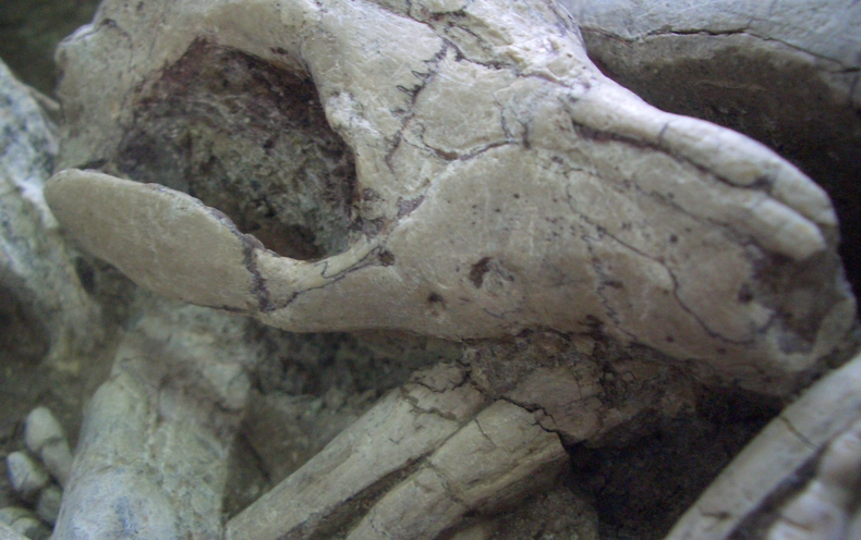 Mammals Preyed on Much Larger Dinosaurs, a Stunning New Fossil Reveals