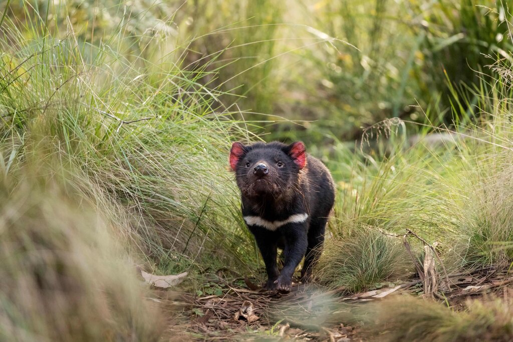 In Australia, Births of Tasmanian Devils Are a Milestone After 3,000 Years
