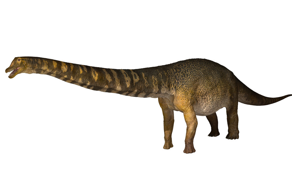 New Dinosaur Species Is Australia’s Largest, Researchers Say