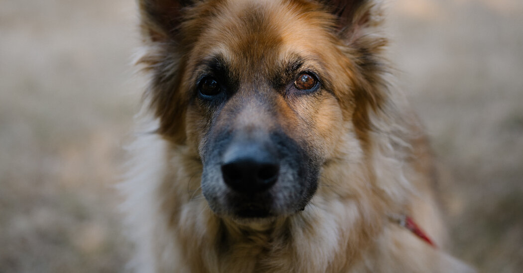 Could a Drug Give Your Pet More Dog Years?
