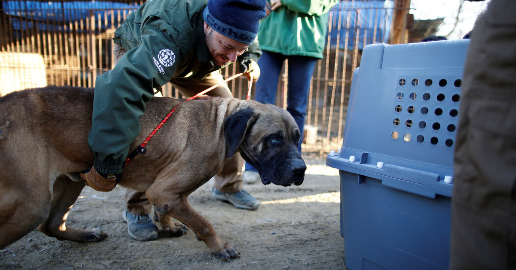 South Korea Bans Dog Meat, a Now-Unpopular Food