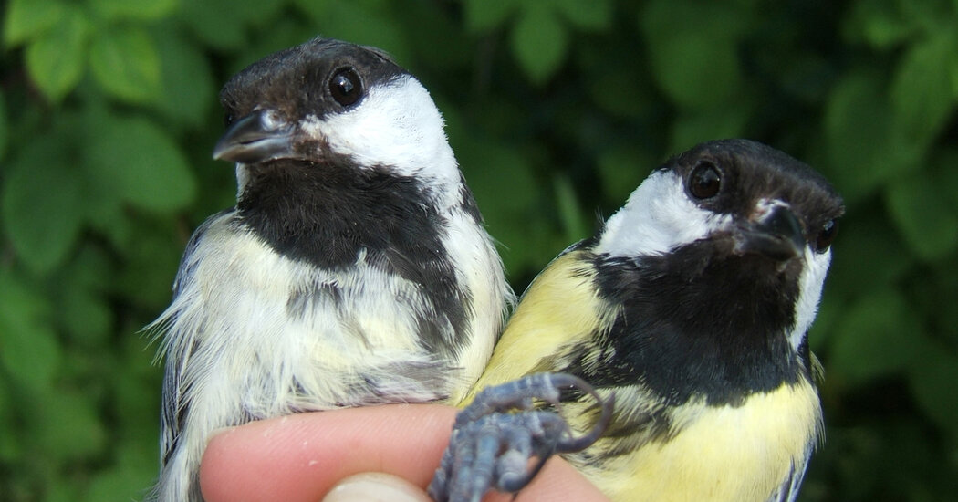 The Big City Is Vibrant. Birds There Might Be Getting Less So.