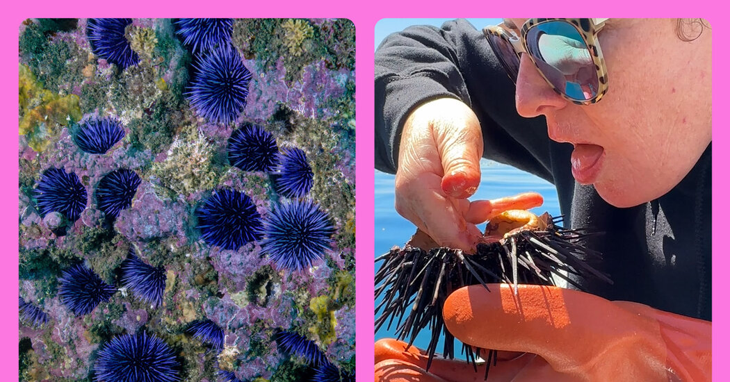 How to Cure My Sex Drive? Dive for Sea Urchins.