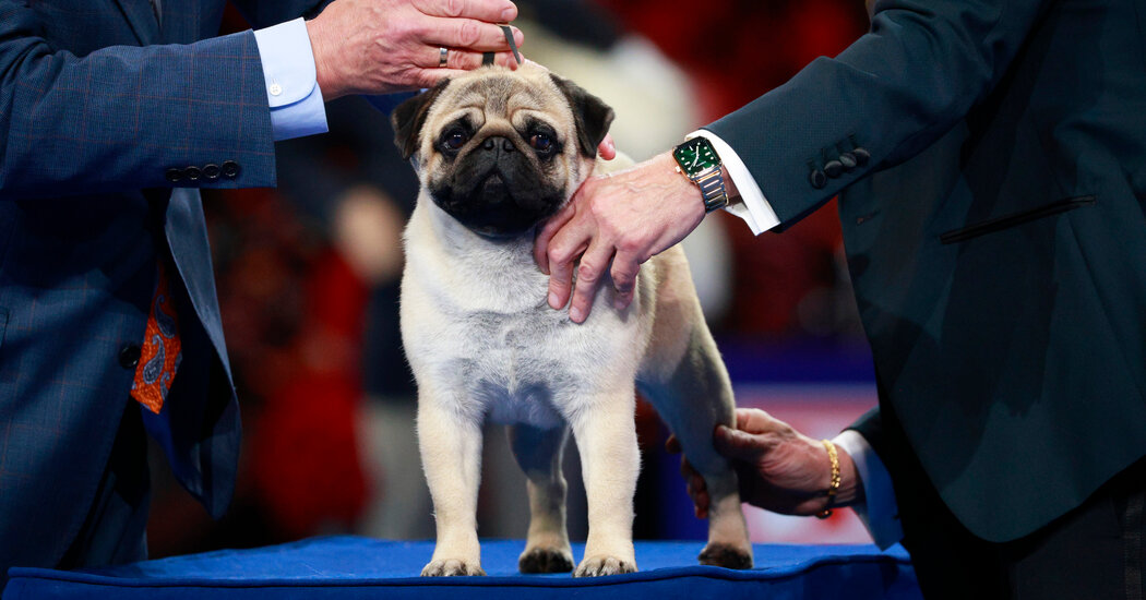 Vito Is First Pug to Win National Dog Show