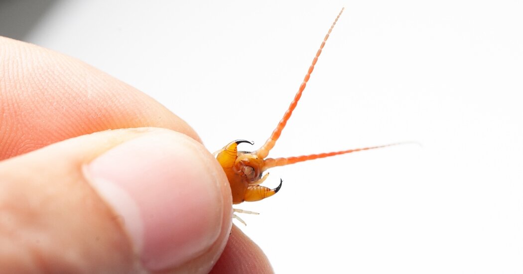 Giant Redheaded Centipedes Are Venom Mixologists