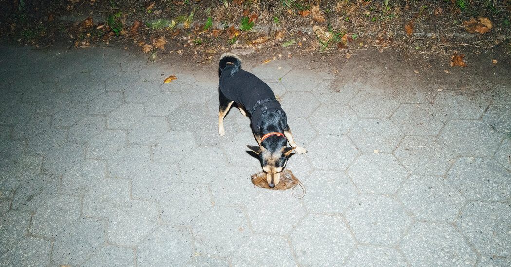 New York City’s Secret Weapon in the War on Rats: Katie the Dog