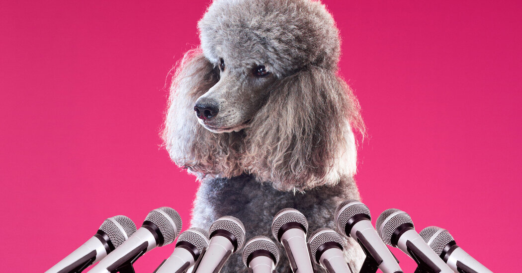 Do Our Dogs Have Something to Tell the World?