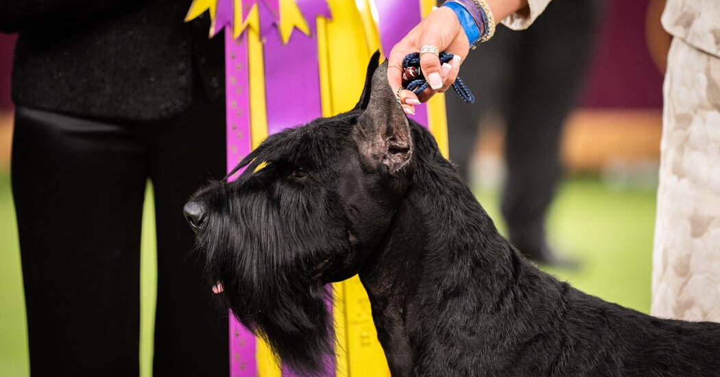 Westminster Dog Show 2025: Monty, a Giant Schauzer, Wins Best in Show
