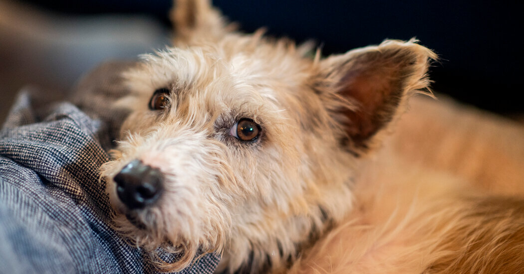 How a Runaway Dog Became a Hero for New Orleans
