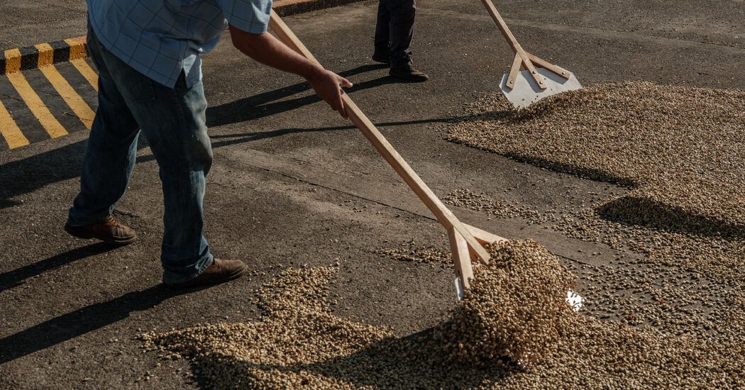 Coffee Prices Are at a 50-Year High. Producers Aren’t Celebrating.