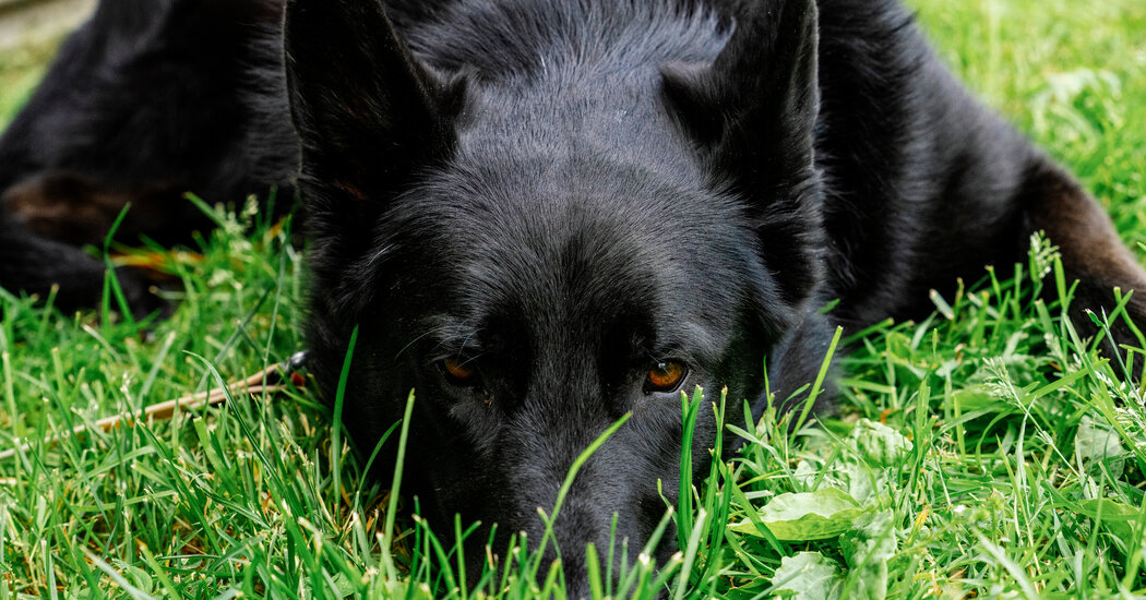 Think You Understand Your Dog? Think Again.