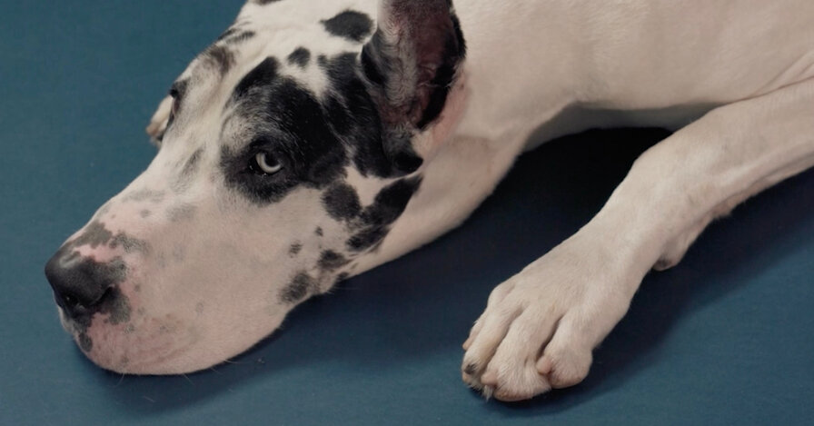 Great Dane, Great Co-Star