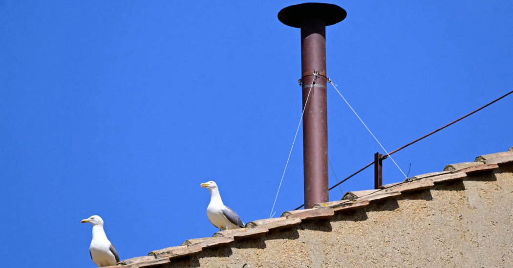 The Real Stars of the Papal Conclave: Seagulls