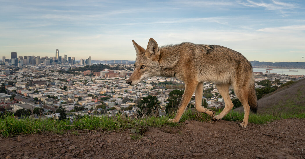 The Coyotes of San Francisco